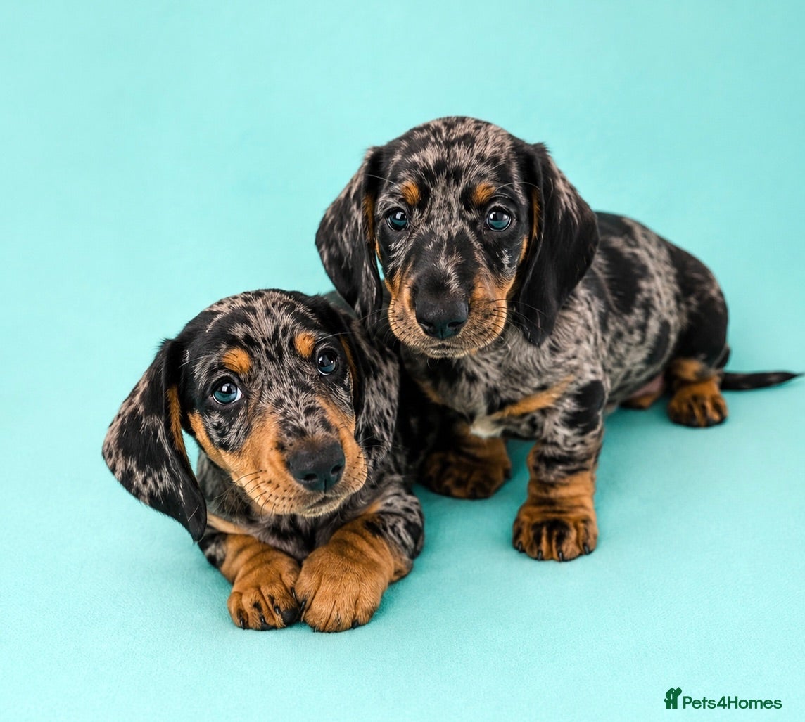 Miniature Dachshund dogs Mini dachshund pupies KC reg DNA tested parents - Advert 1