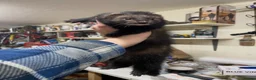 Ferret rodents for sale: EU Angora Polecat Cross - Advert 4