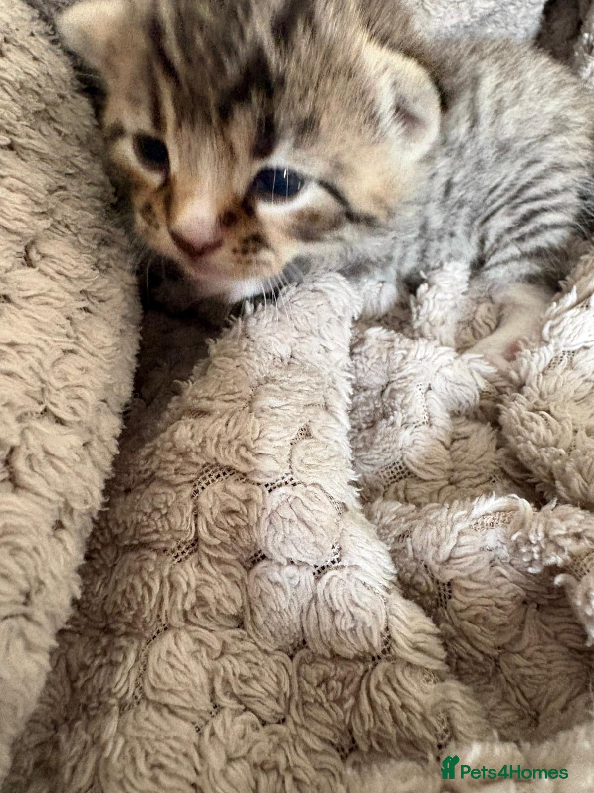 Mixed Breed cats for sale: Mixed Beautiful Girls  - Advert 18