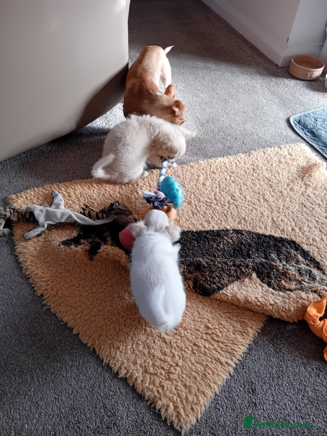 Chihuahua dogs for sale: Little white girl chihuahua  - Image 12