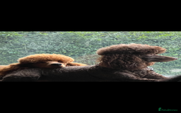 Miniature Poodle dogs for sale: KC Registered Mini Poodles ❤️ - Image 1