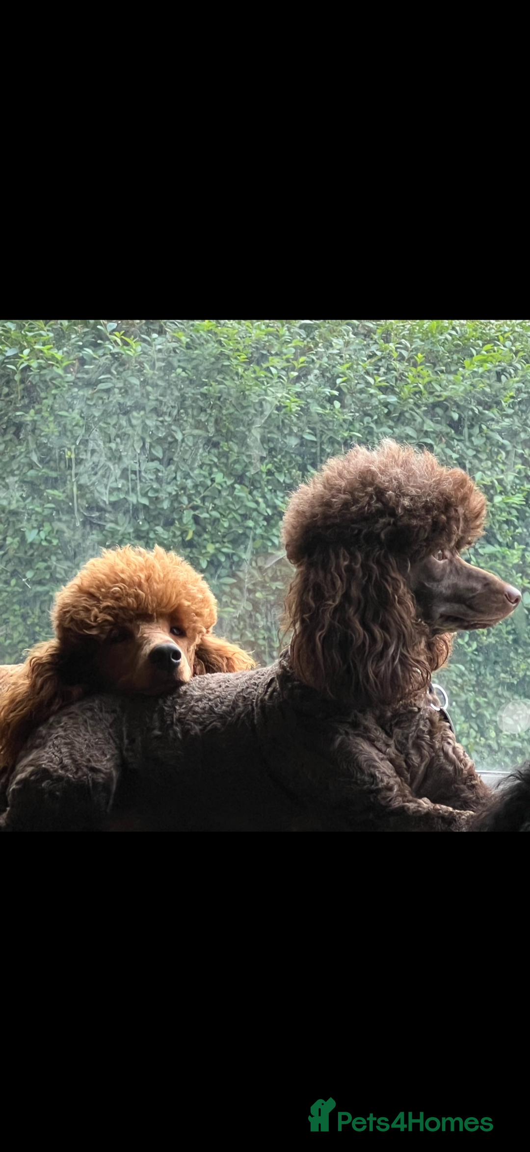 Miniature Poodle dogs for sale: KC Registered Mini Poodles ❤️ - Image 1
