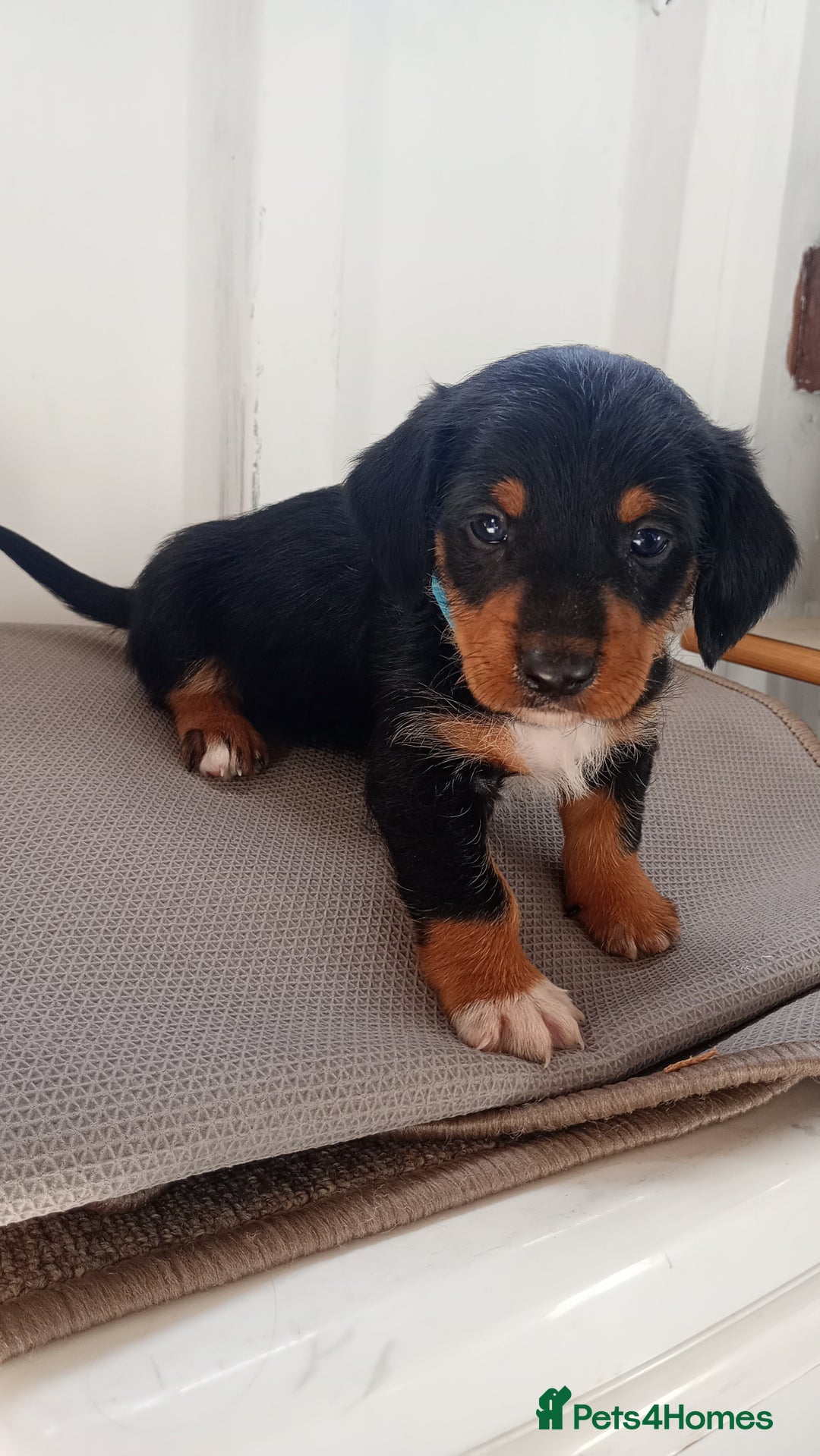 Dachshund dogs for sale: Dachshund  - Image 8
