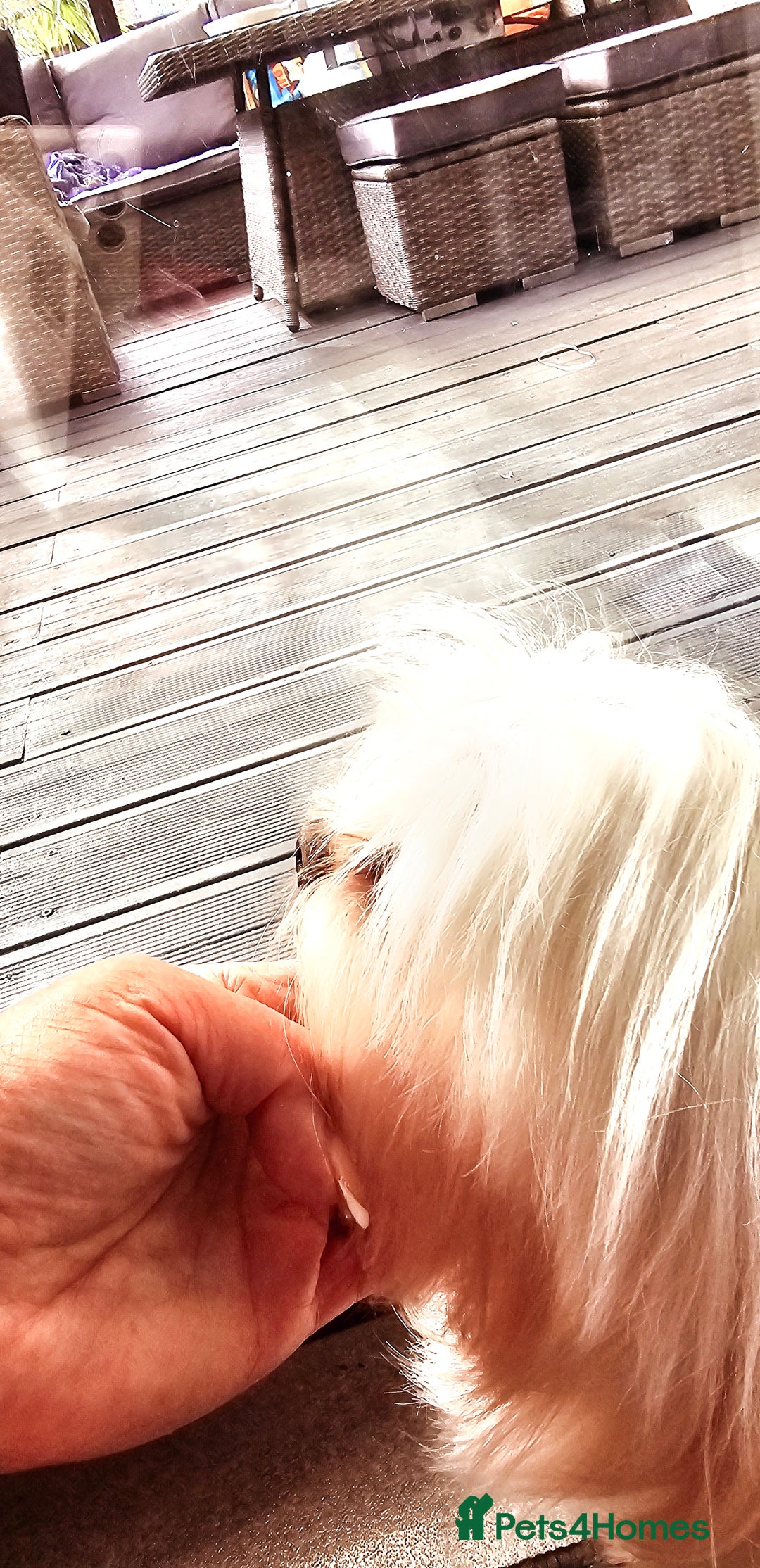 Maltese dogs for stud:  KC Maltese stud Korean line  in Derby - Advert 18