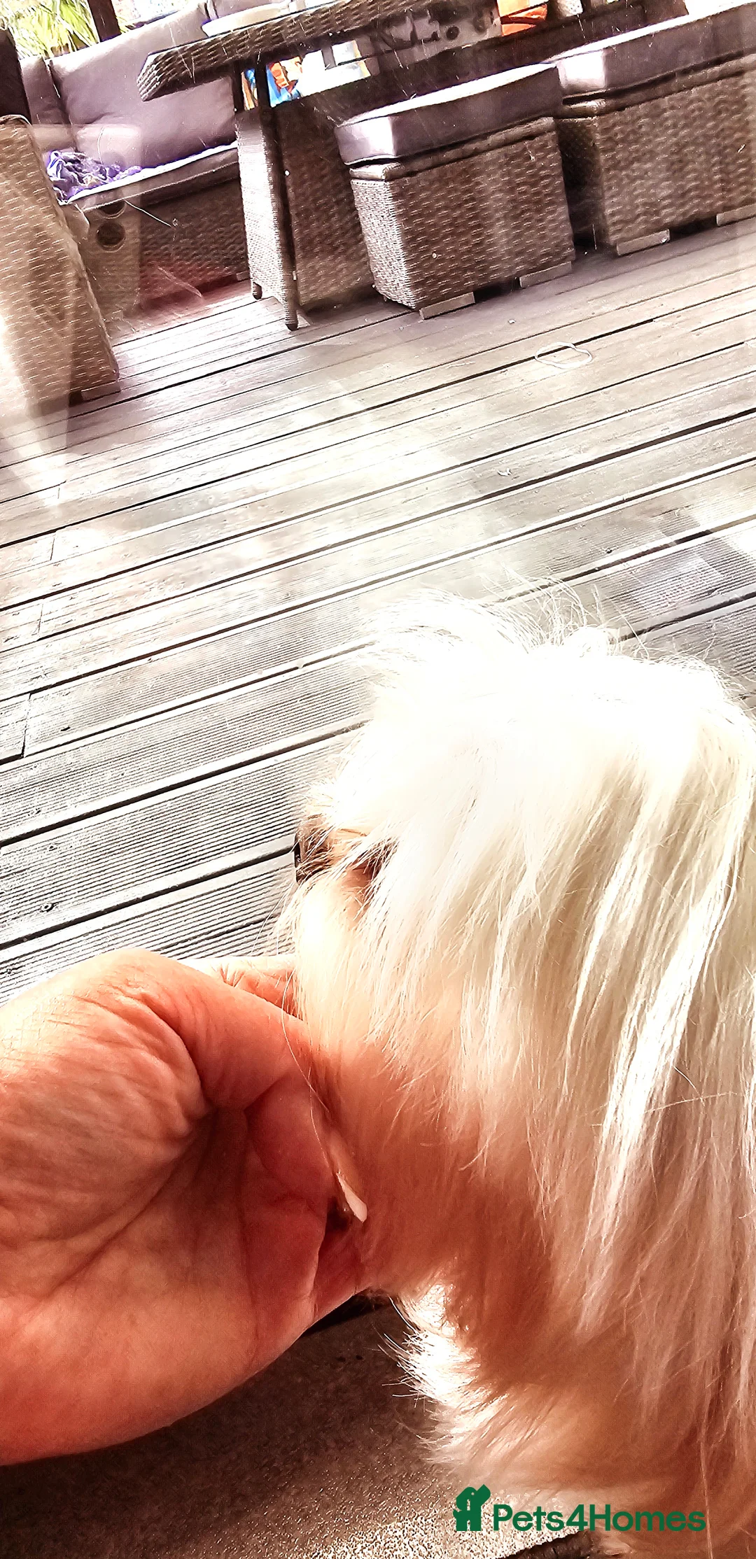 Maltese dogs for stud:  KC Maltese stud Korean line  in Derby - Advert 18