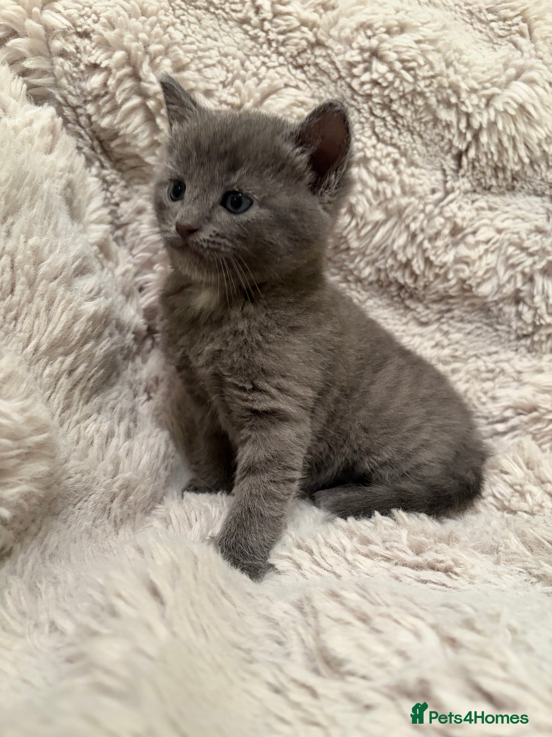Mixed Breed cats for sale: Stunning fluffy gray kitten  - Advert 4
