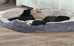 Cockapoo dogs for sale: Adorable Cockapoo puppies  - Image 1