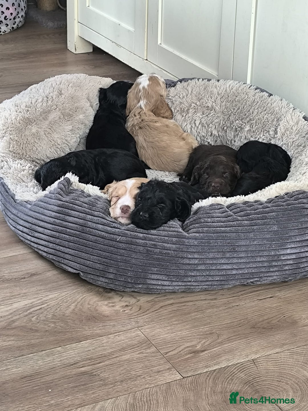 Cockapoo dogs for sale: Adorable Cockapoo puppies  - Image 1