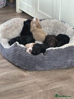 Cockapoo dogs Adorable Cockapoo puppies - Advert 5