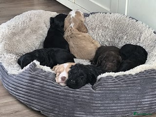 Cockapoo dogs for sale - Advert 1