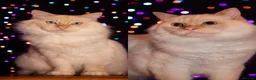 Ragdoll cats for sale: 2x RagdollxPersian Pairs in Mansfield - Advert 23