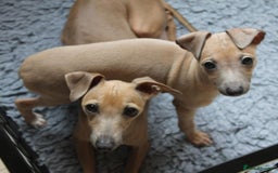 Italian Greyhound dogs for sale: Stunning 4 month old Italian Greyhound KC Reg - Image 3