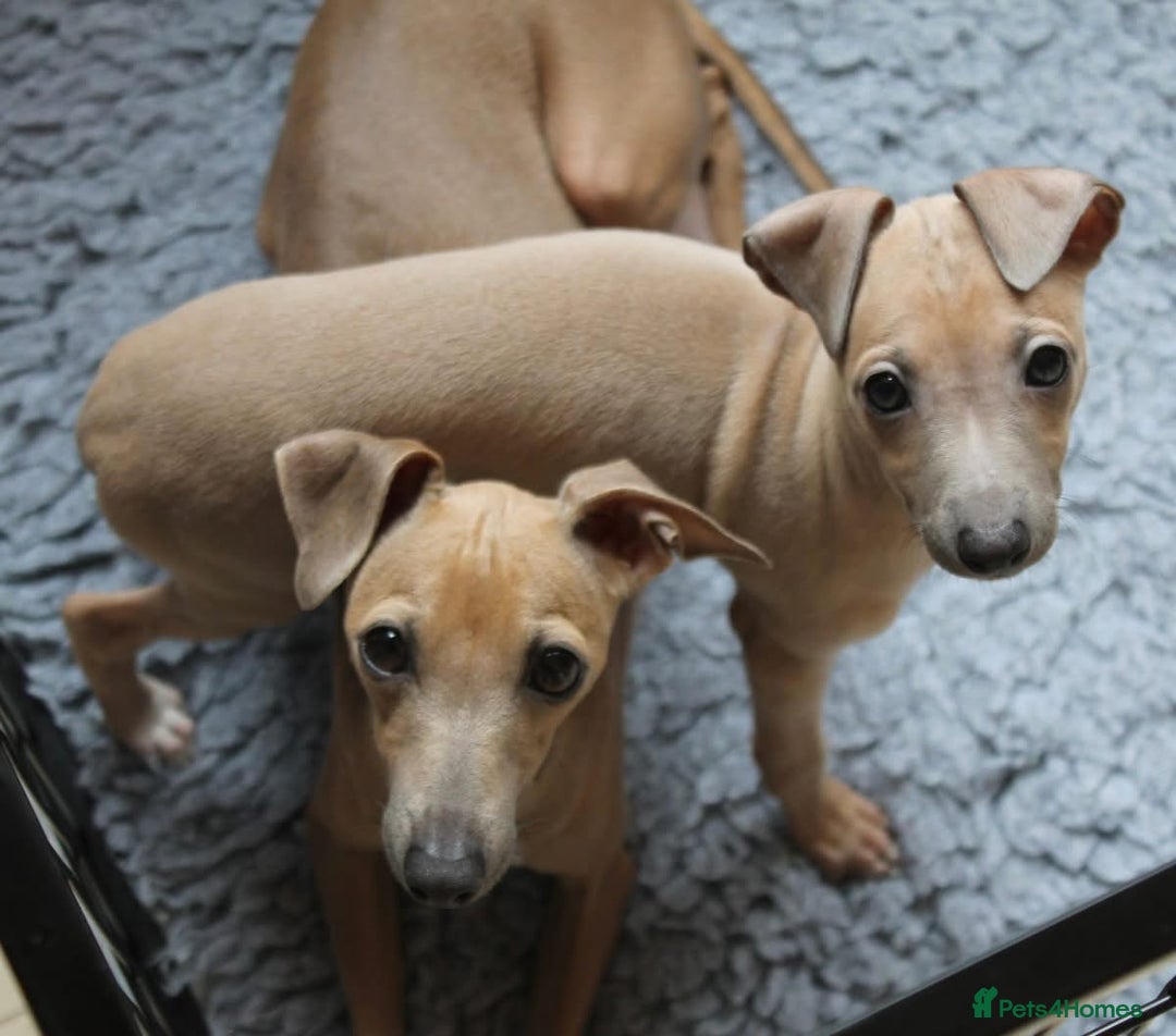 Italian Greyhound dogs for sale: Stunning 4 month old Italian Greyhound KC Reg - Image 3