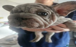 French Bulldog dogs for sale:  Beautiful french bulldog puppies for sale - Image 11