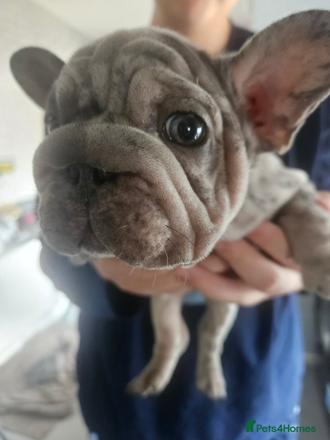 French Bulldog dogs for sale:  Beautiful french bulldog puppies for sale - Image 11