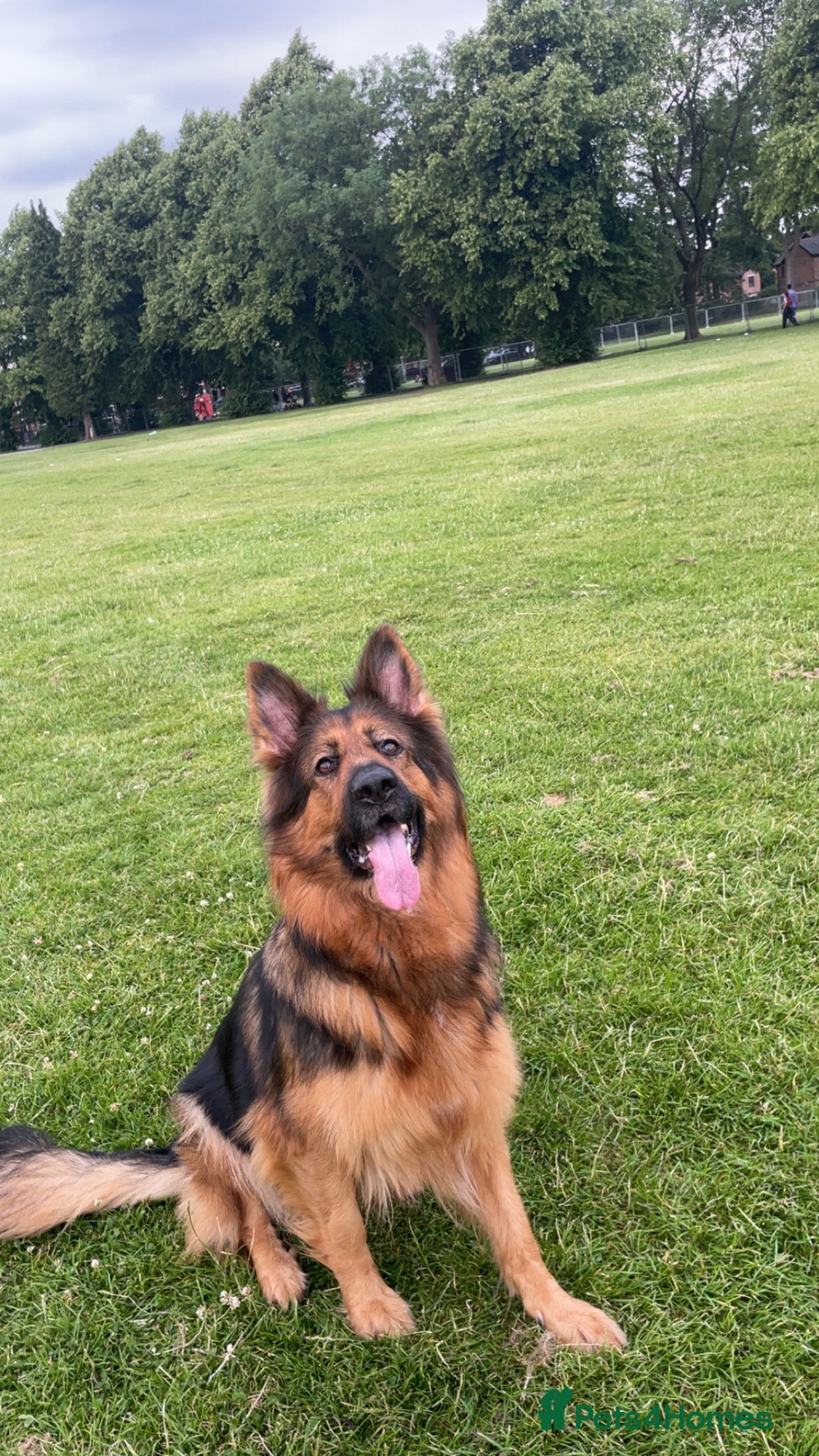 German Shepherd dogs Sandy -ready to leave now- - Advert 1