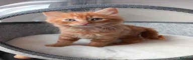 Long-haired Ginger Boy