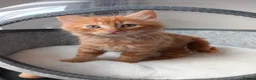 Mixed Breed cats for sale: Goldie and Meg have had their gorgeous kittens - Advert 9