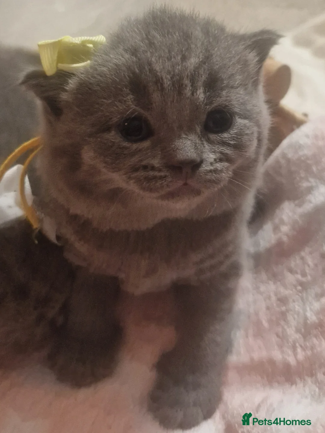 British Shorthair cats for sale:  Gccf British shorthair kittens champion lines 🏆 - Advert 10