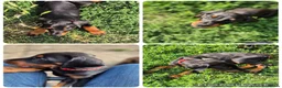 Dobermann dogs for sale: Dobermans Ready to Go. - Advert 2