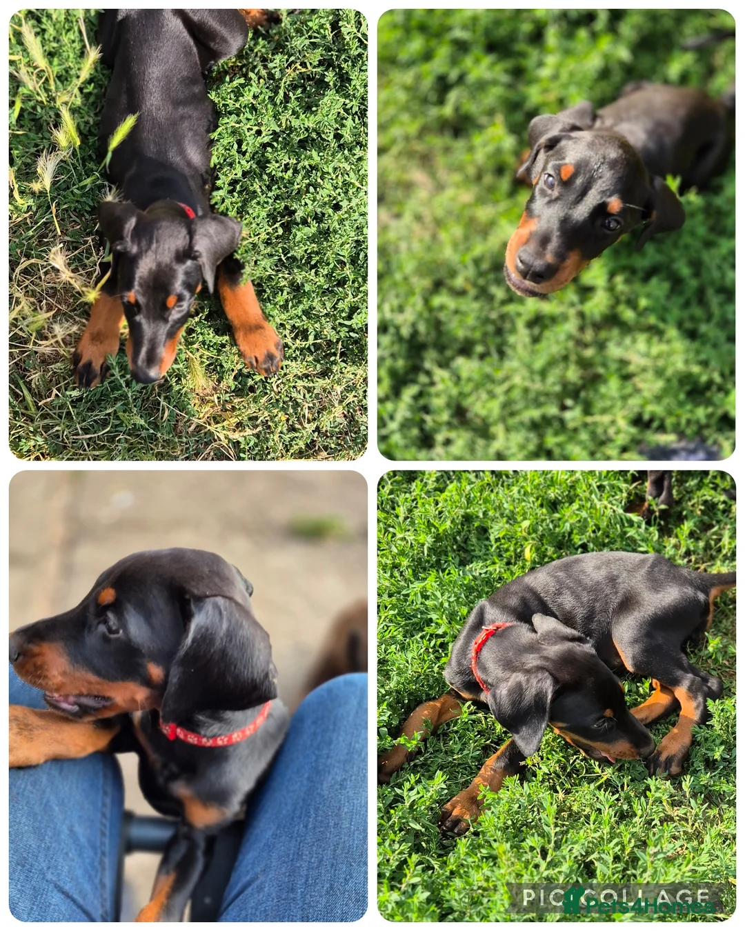 Dobermann dogs for sale: Dobermans Ready to Go. - Advert 2