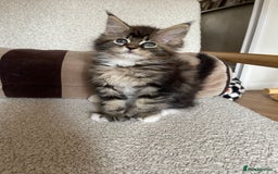 Maine Coon cats for sale: Mainecoons  - Image 14