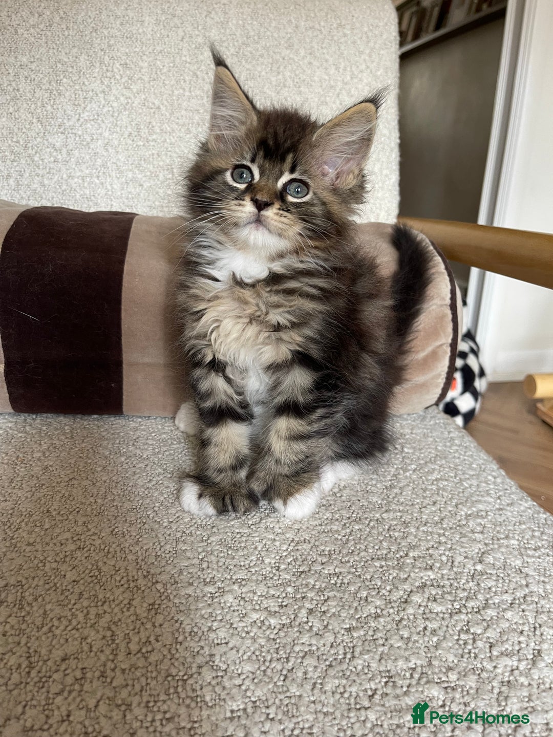 Maine Coon cats for sale: Mainecoons  - Image 14