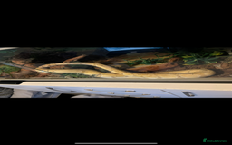 Python Snake reptiles for sale: Super friendly ball python with set up - Image 5