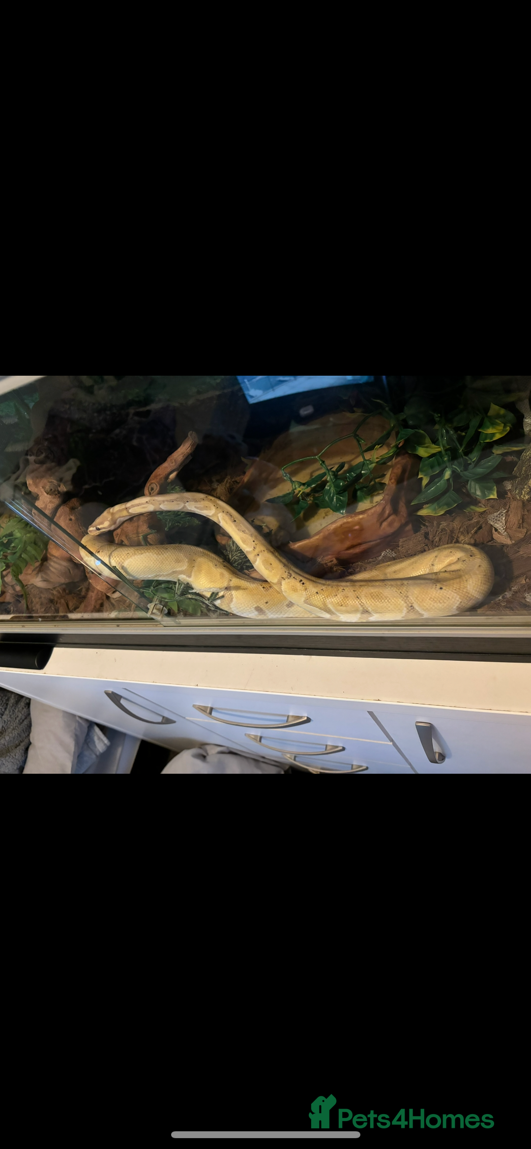 Python Snake reptiles for sale: Super friendly ball python with set up - Image 5