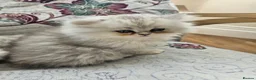 Persian cats for sale: 3 Pure Persian Chinchilla Kittens  - Advert 1