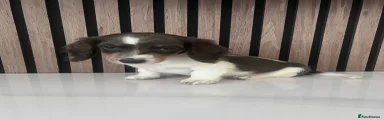 Miniature Dachshund 4