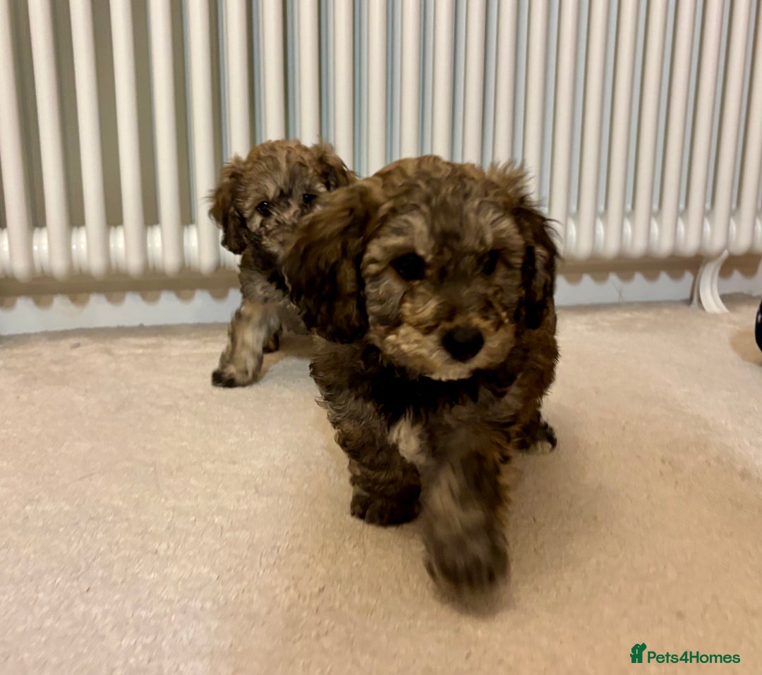 Poochon dogs for sale: Stunning Rare Phantom True Miniature Poochons - Advert 3