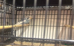 Budgerigars birds for sale: Budgies - Image 15