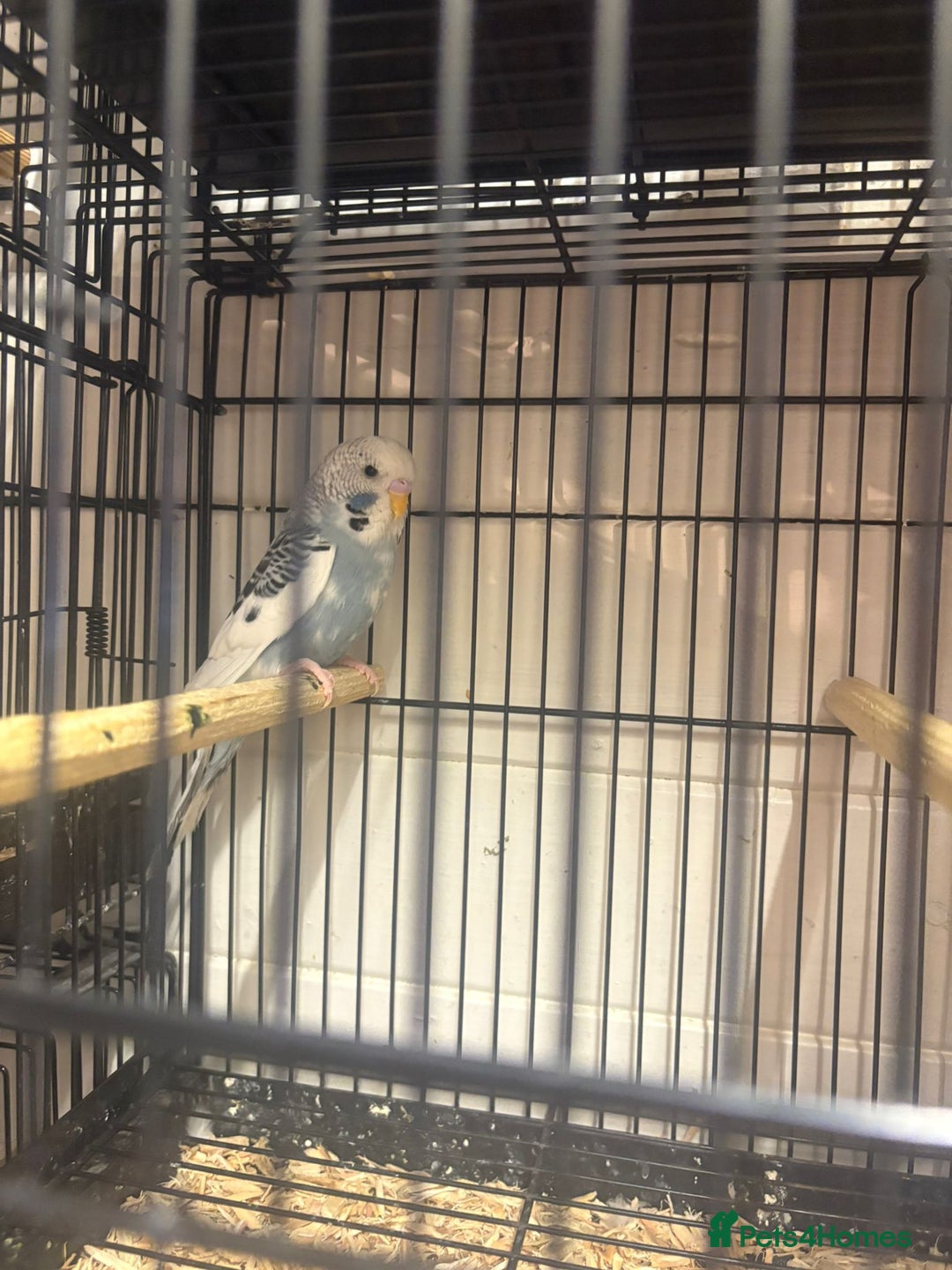 Budgerigars birds for sale: Budgies - Image 15