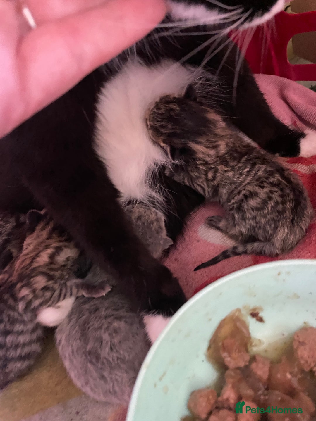 British Shorthair cats for sale: 4 beautiful kittens - Image 11