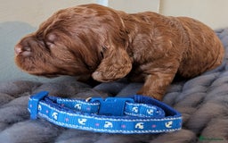 Cockapoo dogs for sale: Stunning F1 Show Toy Red Cockapoo puppies DNA ✔️ - Advert 7