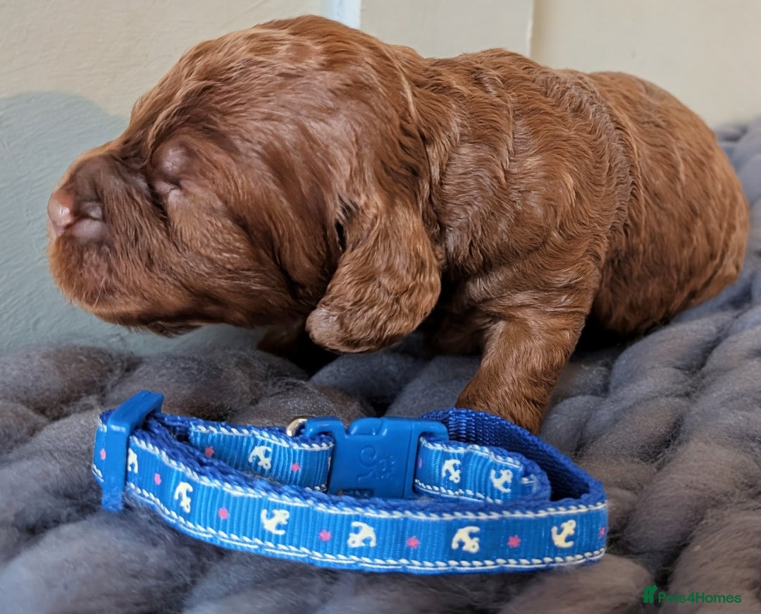 Cockapoo dogs for sale: Stunning F1 Show Toy Red Cockapoo puppies DNA ✔️ - Advert 7