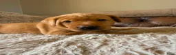 Labrador Retriever dogs for sale: Fox red Labradors puppy  in Yelverton - Advert 8