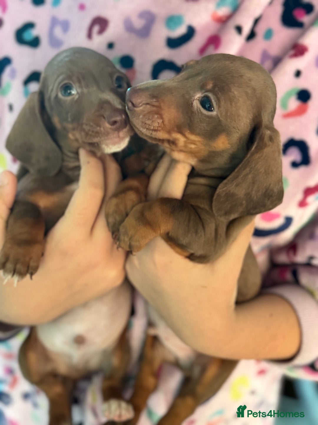 Dachshund dogs for sale: Beautiful dachshund puppies  - Image 5