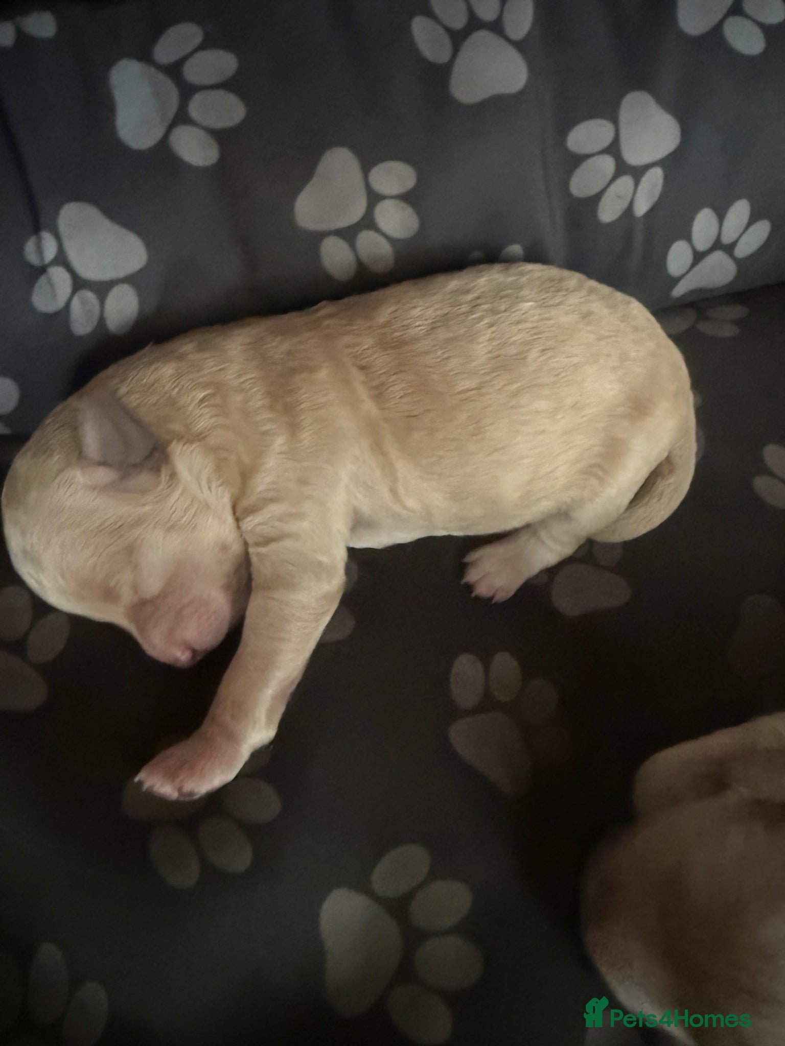 Poochon dogs for sale: Beautiful F2 Poochon puppies  - Advert 10