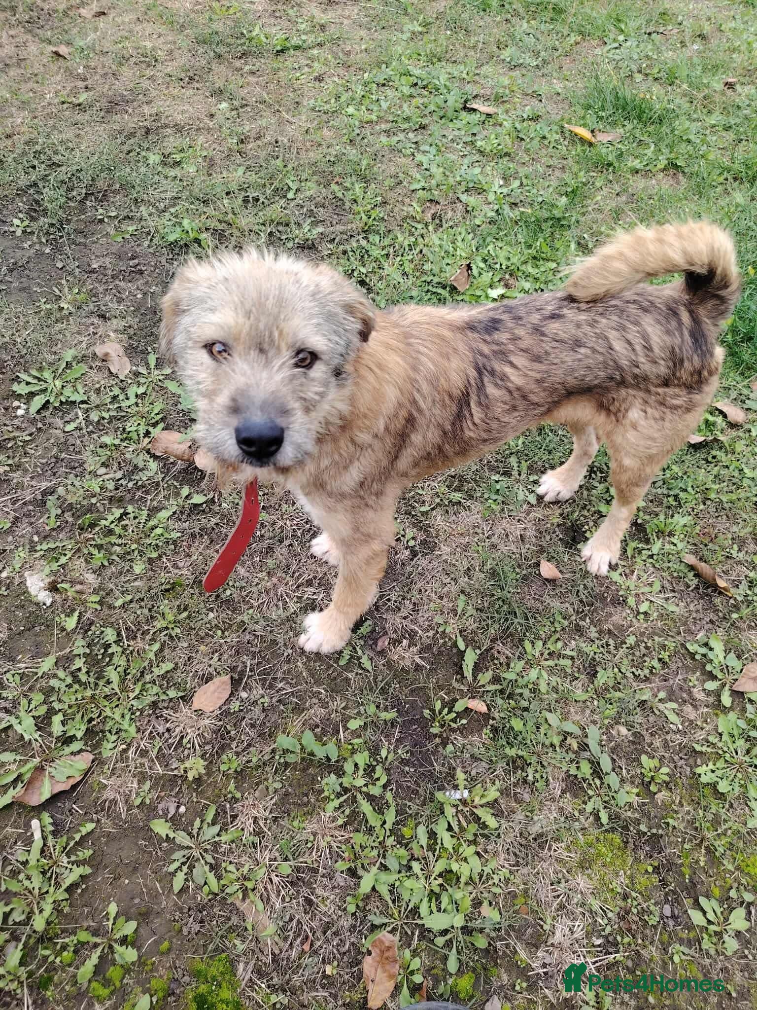 Mixed Breed dogs Clifford is looking for a home!  - Advert 8