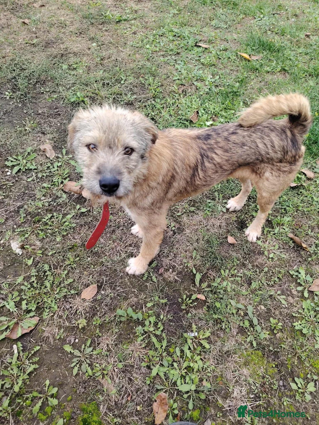Mixed Breed dogs for adoption: Clifford is looking for a home!  - Advert 1