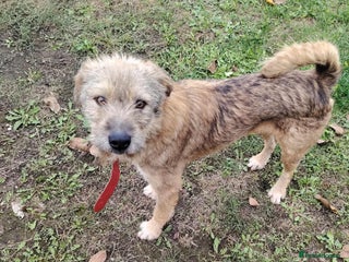 Mixed Breed dogs Clifford is looking for a home! - Advert 1