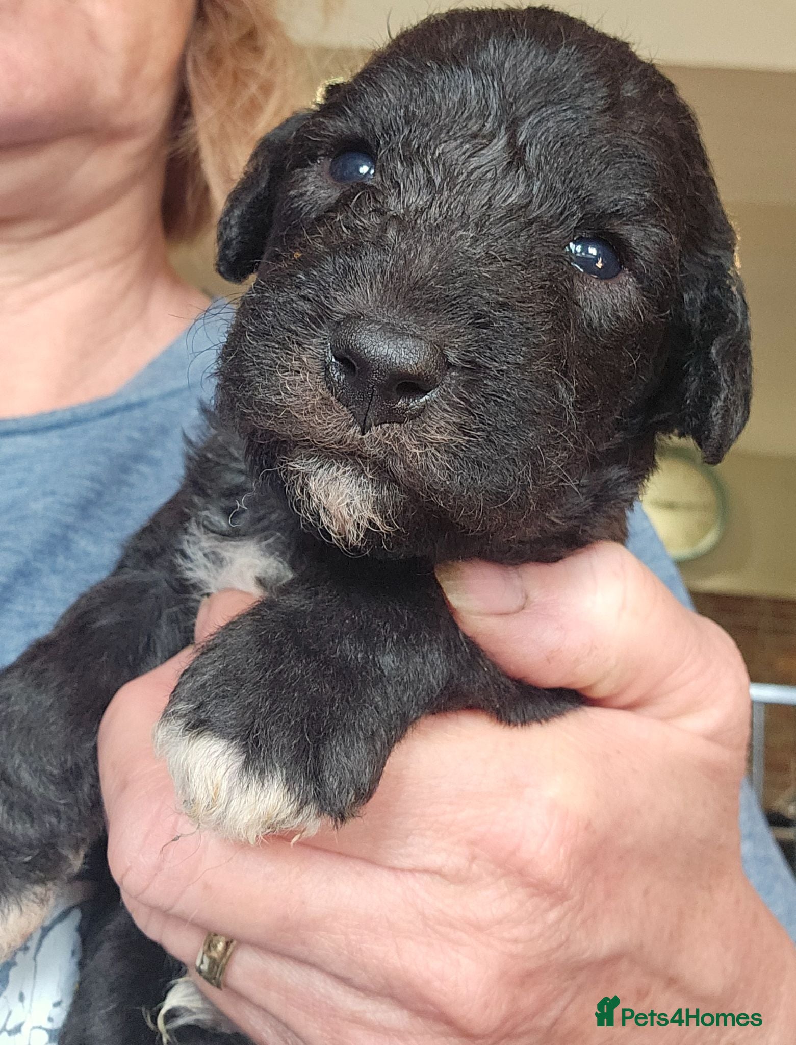 Bedlington Terrier dogs KC Registered Bedlington puppies - Advert 2