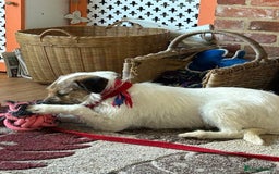 Mixed Breed dogs for adoption: Zori - Badersfield Norfolk  - Image 20