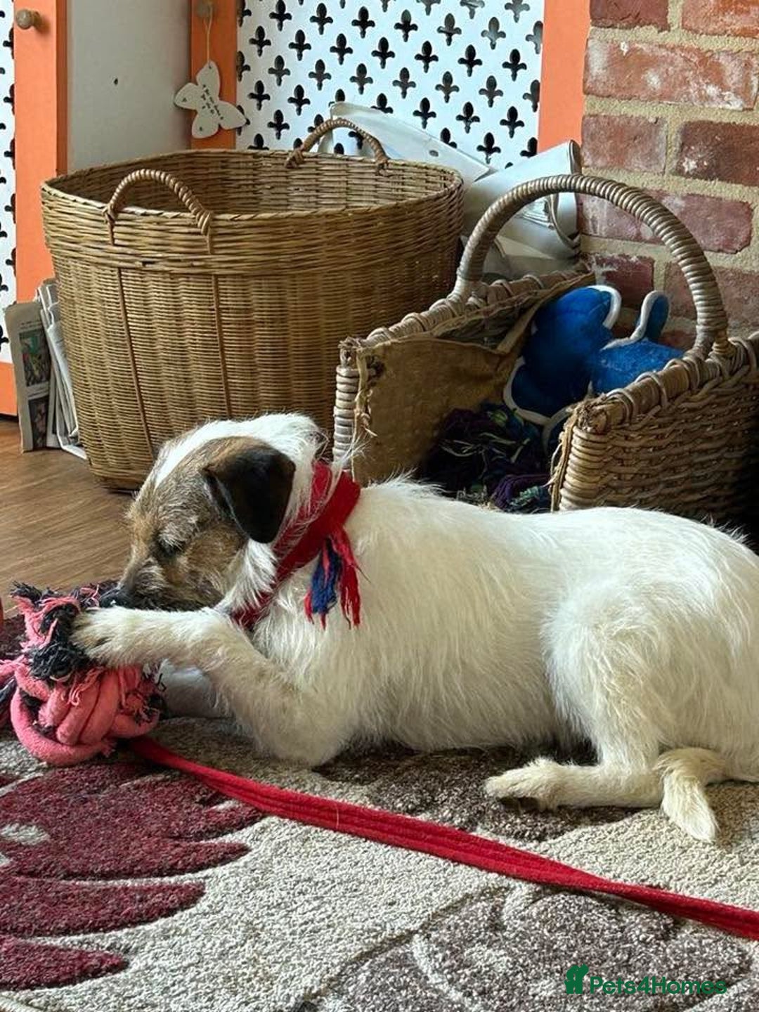 Mixed Breed dogs for adoption: Zori - Badersfield Norfolk  - Image 20