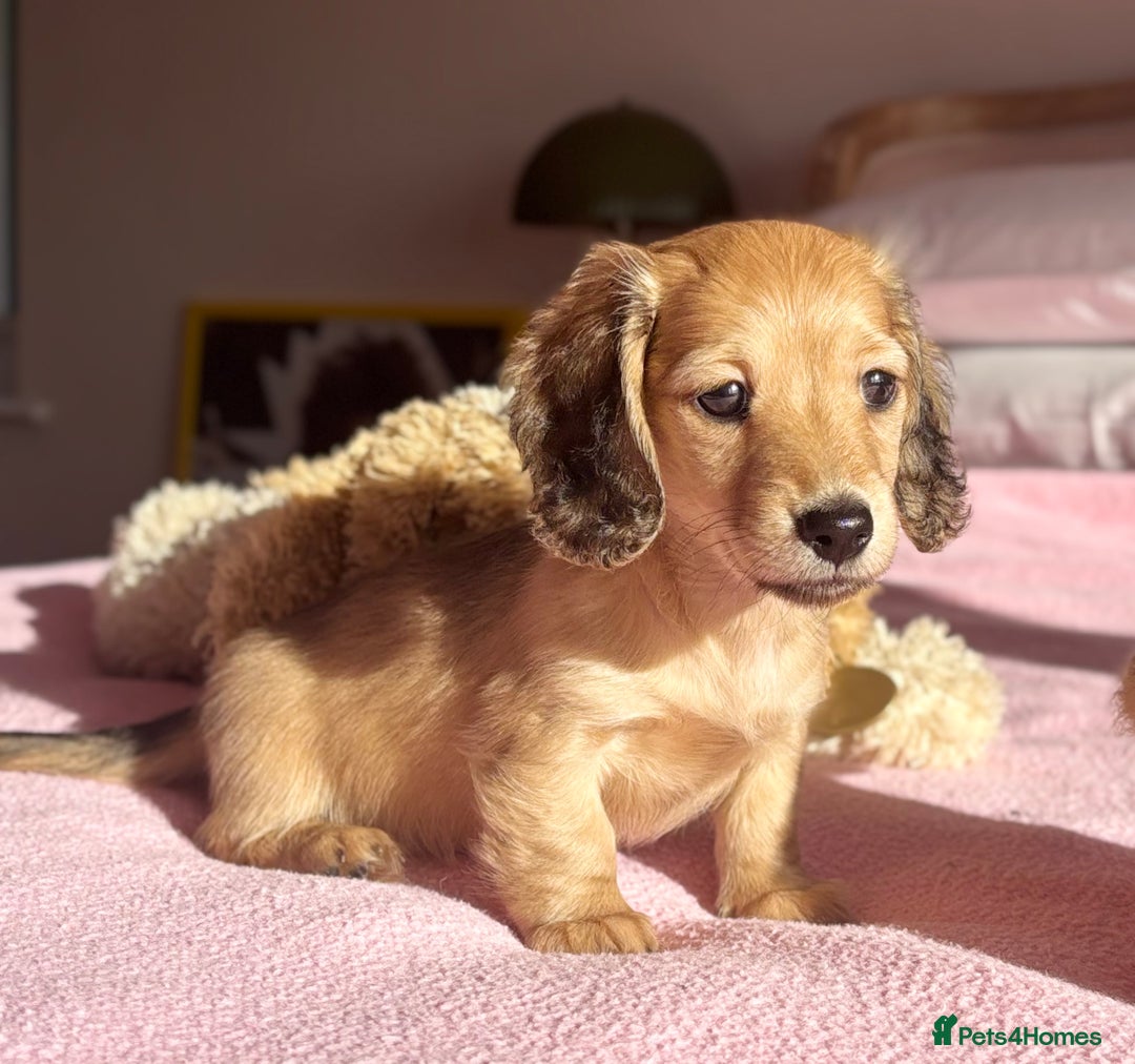 Miniature Dachshund dogs for sale: KC 🐶 Miniature Long Haired Cream Dachshund 🐶  - Advert 13