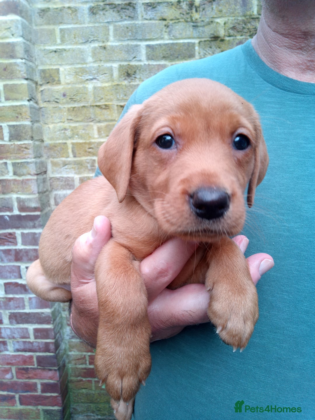 Labrador Retriever dogs for sale: Female(Red Collar) Fox Red Labrador KC registered - Image 2