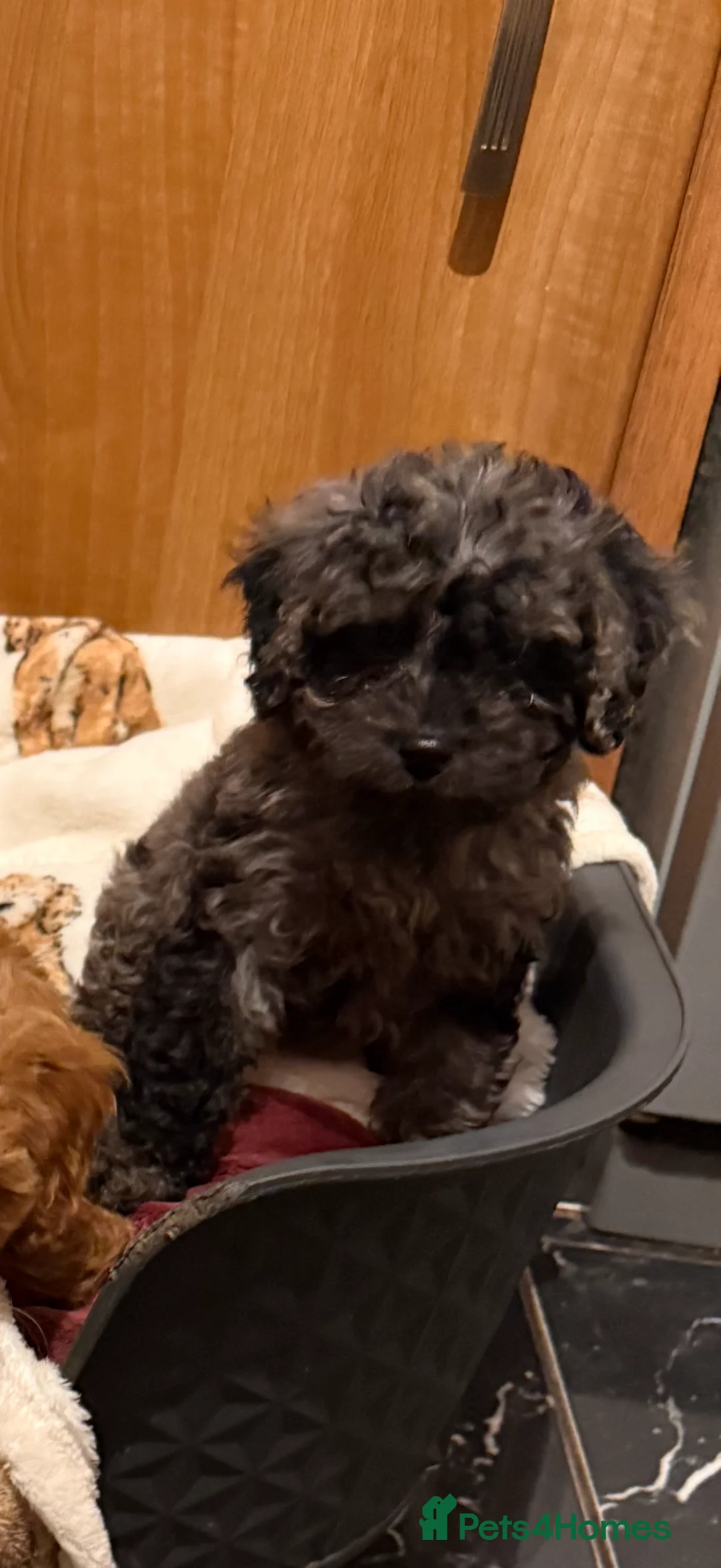 Cavapoo dogs for sale: 5 pups for sale - Advert 24