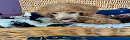 Miniature Poodle dogs for sale: Miniature Poodle puppies. Health tested parents!  - Advert 4